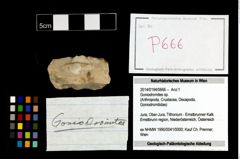 Foto (Objekt + Etikett) von Goniodromites sp.  (NHMW-GEO-2014-0194-0666)
